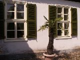 Koci, dworek i park w Koszutach - 087_koszuty_palma.JPG$